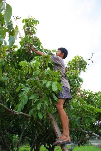 demand3 เด็กกำลังเก็บลำไยในที่ดินผม