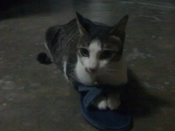 my-cat เจ้ากุ๊งกิ๊ง แมวที่น้องสาวเจอที่สกลนครขณะไปใช้ทุน รพ ประจำจังหวัด